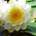 /album/naturaleza/botanical-02450-jpg/