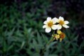 /album/naturaleza/flores1-jpg/