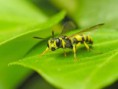 /album/naturaleza/mipagina-cl-abeja-fondo-verde-jpg/
