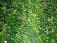 /album/naturaleza/p1010125-jpg/