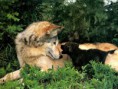 /album/naturaleza/wolf-pup-2-jpg/