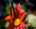 /album/naturaleza/fondos-paisajes-flor-naturaleza-jpg/