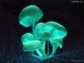 /album/naturaleza/lightpurplemushroom-21-jpg/